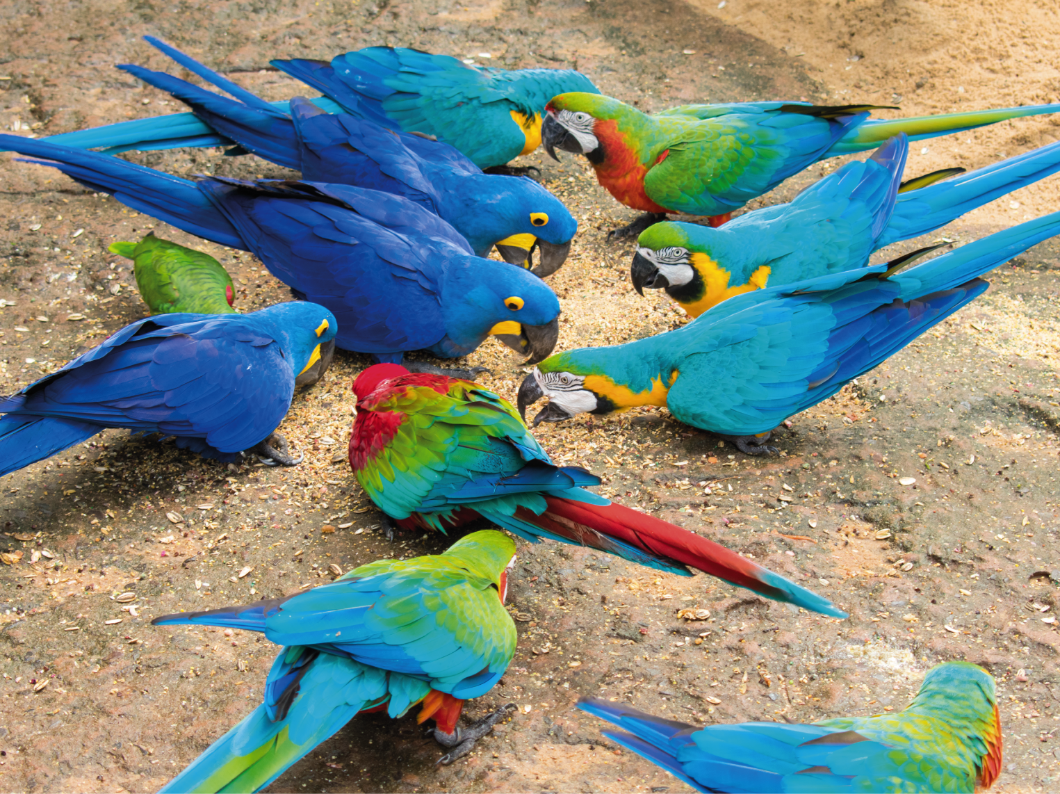 Parque das Aves